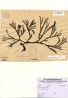 藏品(Codium extricatum P.C. Silva)的圖片
